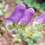 Aconitum tsaii
