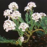 Aethionema glaucescens