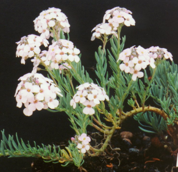 Aethionema glaucescens