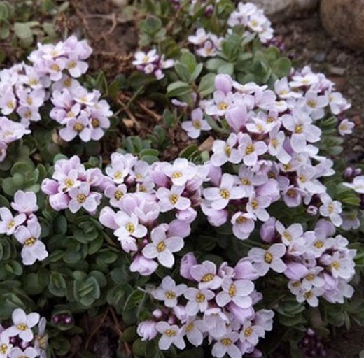 Aethionema rotundifolia
