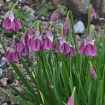 Allium insubricum