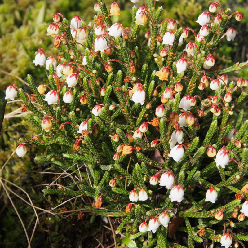 Cassiope Kultivar Kathlaen Dryden