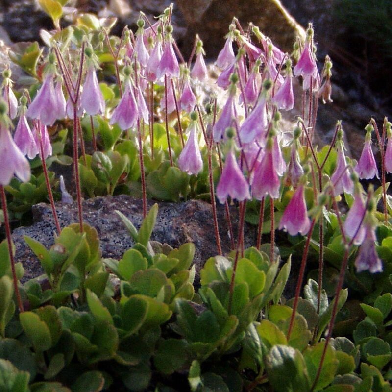 Linnaea borealis