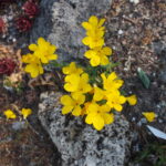 Linum capitatum