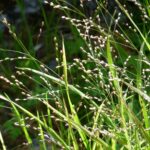 Melica uniflora