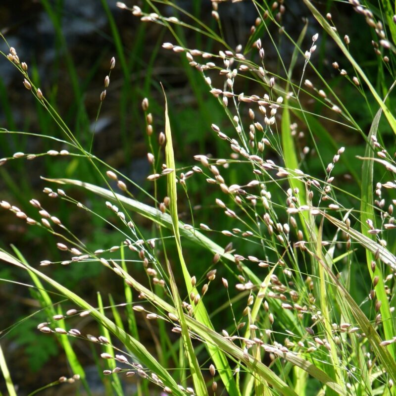 Melica uniflora