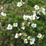 Minuartia stellata