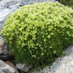 Minuartia sedoides