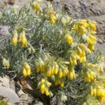 Onosma polychylla