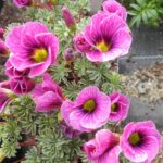 Oxalis adenophylla x laciniata Claudia