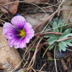 Oxalis adenophylla x laciniata Slack Top