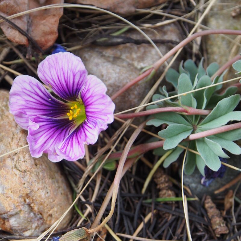 Oxalis adenophylla x laciniata Slack Top