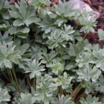 Oxalis adenophylla x laciniata Hedebo Appelause