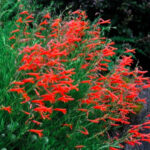 Phlox covillei Rosea