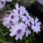 Phlox subulata Bavaria