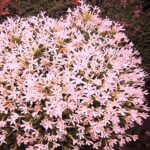 Phlox covillei Rosea