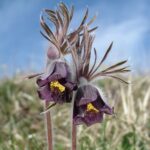Pulsatilla patens ssp. nigricans