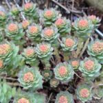 Rhodiola ishidae