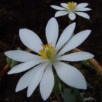 Sanguinaria canadensis