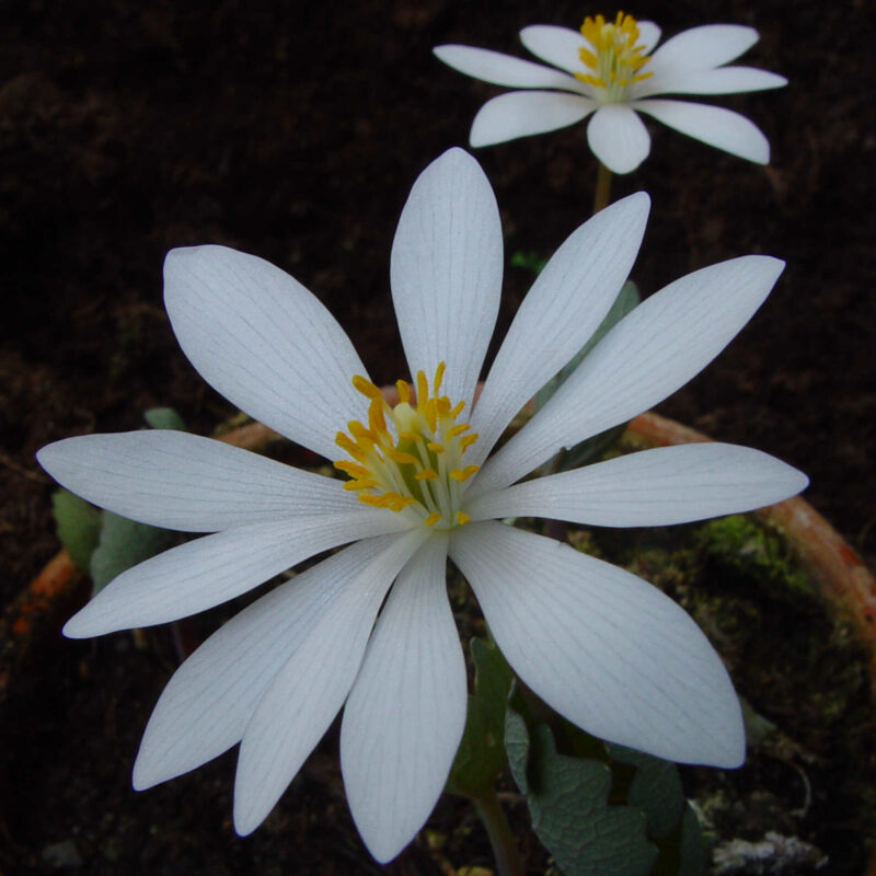 Sanguinaria canadensis