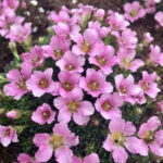 Saxifraga Kultivar Peach Blossom
