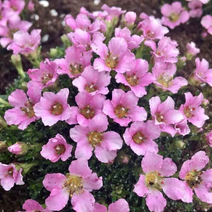 Saxifraga Kultivar Peach Blossom