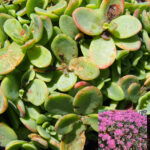 Sedum cyaneum (Sachalin)