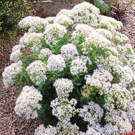 Sedum tatrinowii Thundercloud