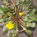 Taraxacum faeroenae (Rubrifolium)