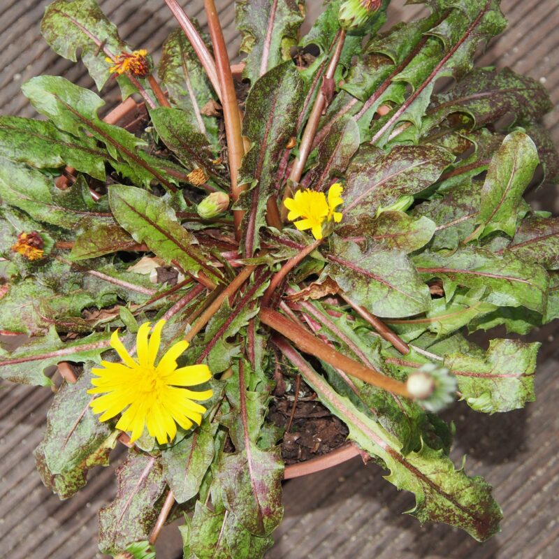 Taraxacum faeroenae (Rubrifolium)
