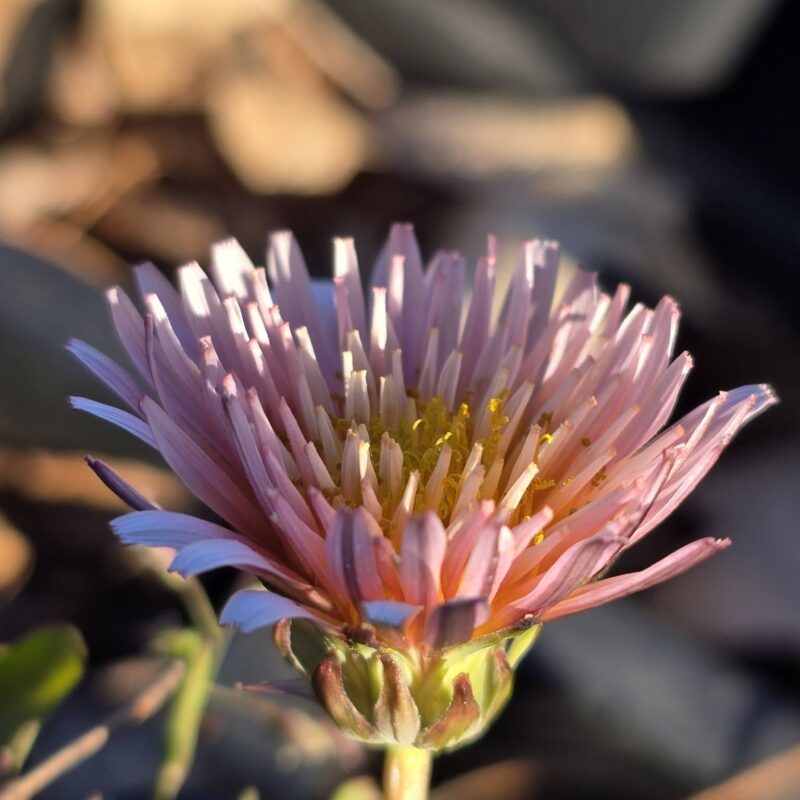 Taraxacum pseudoroseum