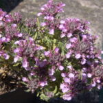 Teucrium ackermannii 4590