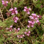 Thymus boissieri