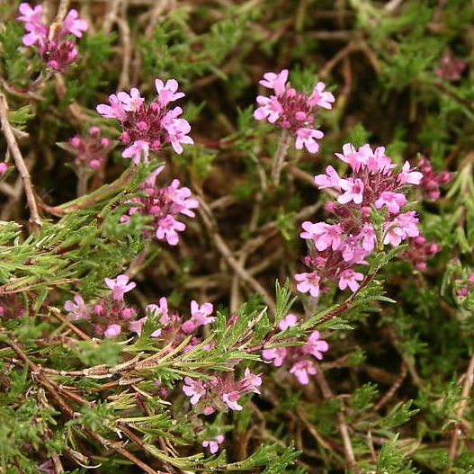 Thymus boisseri