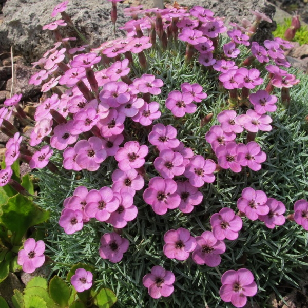 Alpine & Steingarten 34 Dianthus strictus ssp. pulchellus