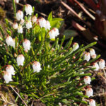 Cassiope mertensiana ssp. gracilis