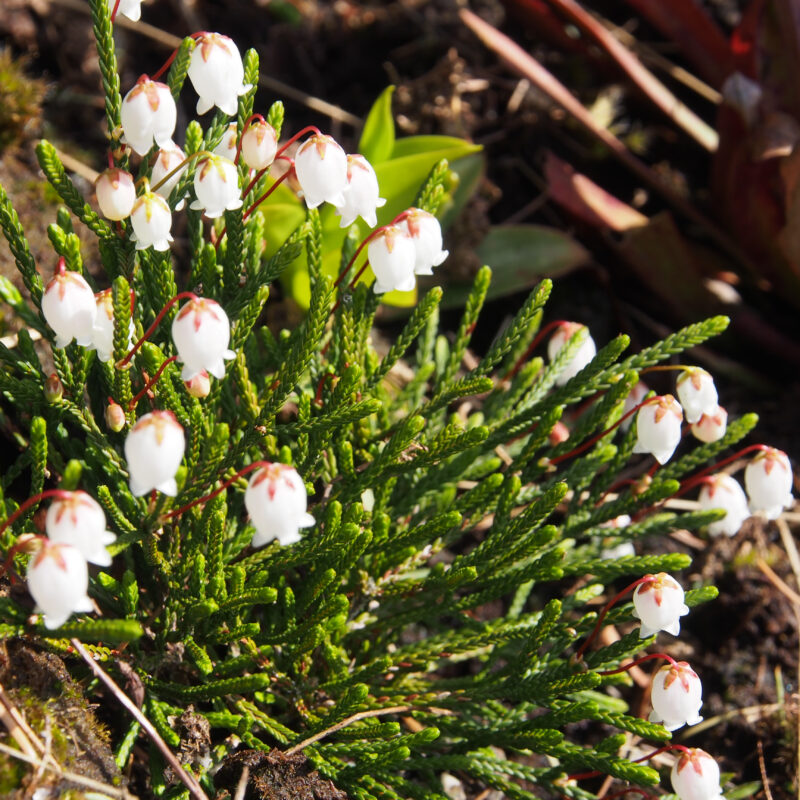 Cassiope mertensiana ssp. gracilis
