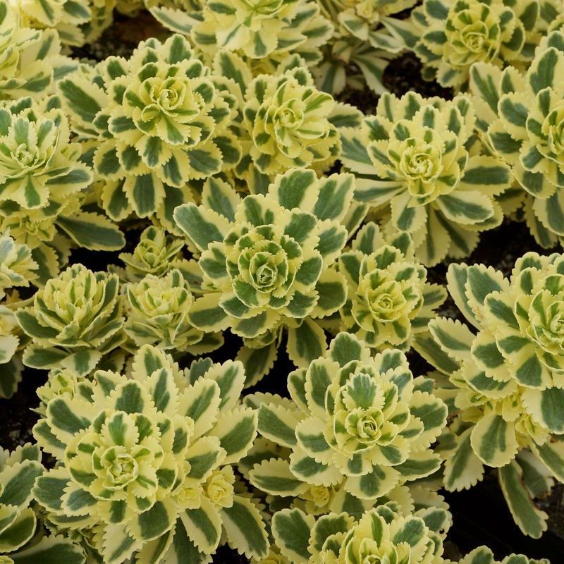 Sedum takesimense Atlantis