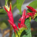 Spigelia marilancica Little Redheard