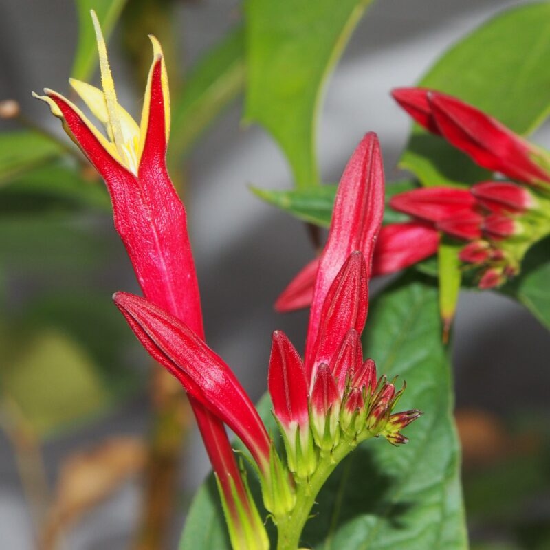 Spigelia marilancica Little Redheard