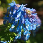 Corydalis flexuosa x calycosa Blue Deern JP