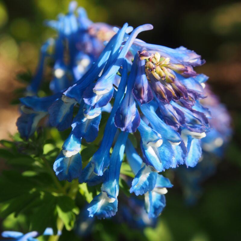 Corydalis flexuosa x calycosa Blue Deern JP