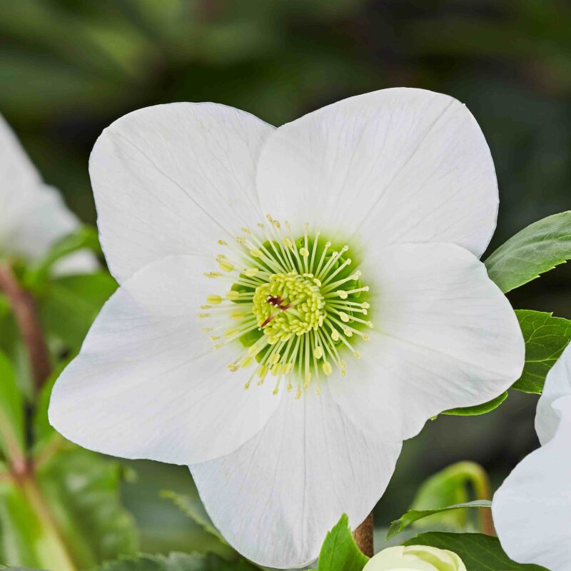 Helleborus x lemperii HGC ® Winter Ballet Lisann