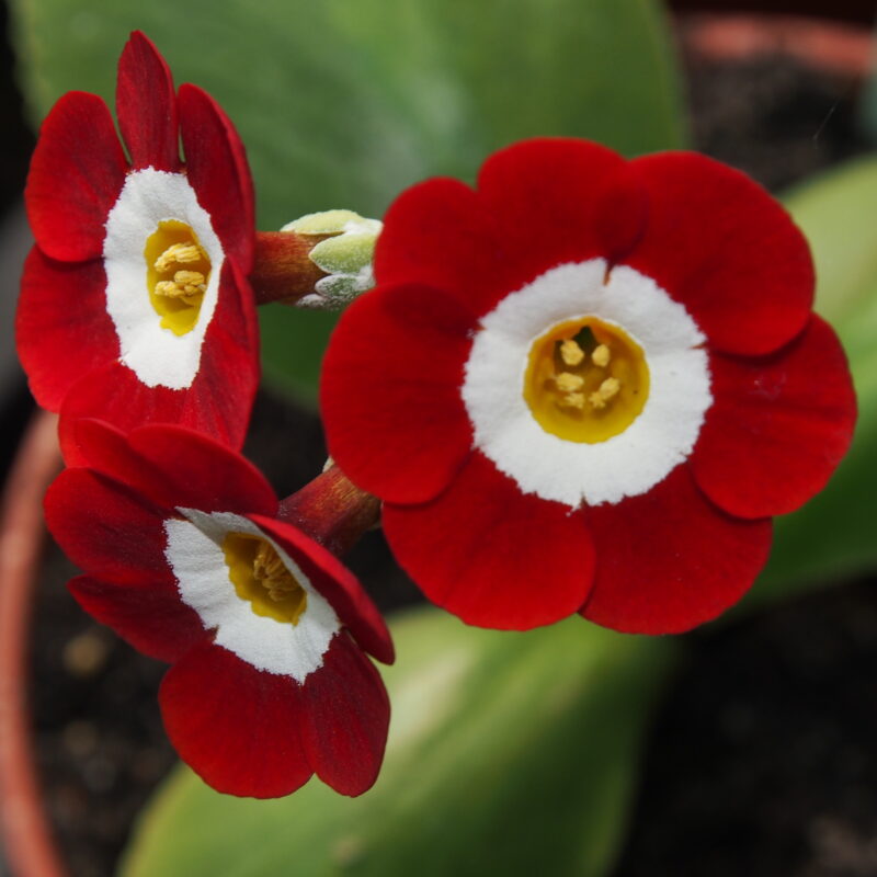Primula x auricula Red Ember (RSS)