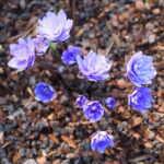 Hepatica nobilis Plena Bavarian No 84