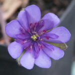 Hepatica nobilis Plena Alpha Cygnus JP