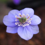 Hepatica nobilis Plena Amena JP