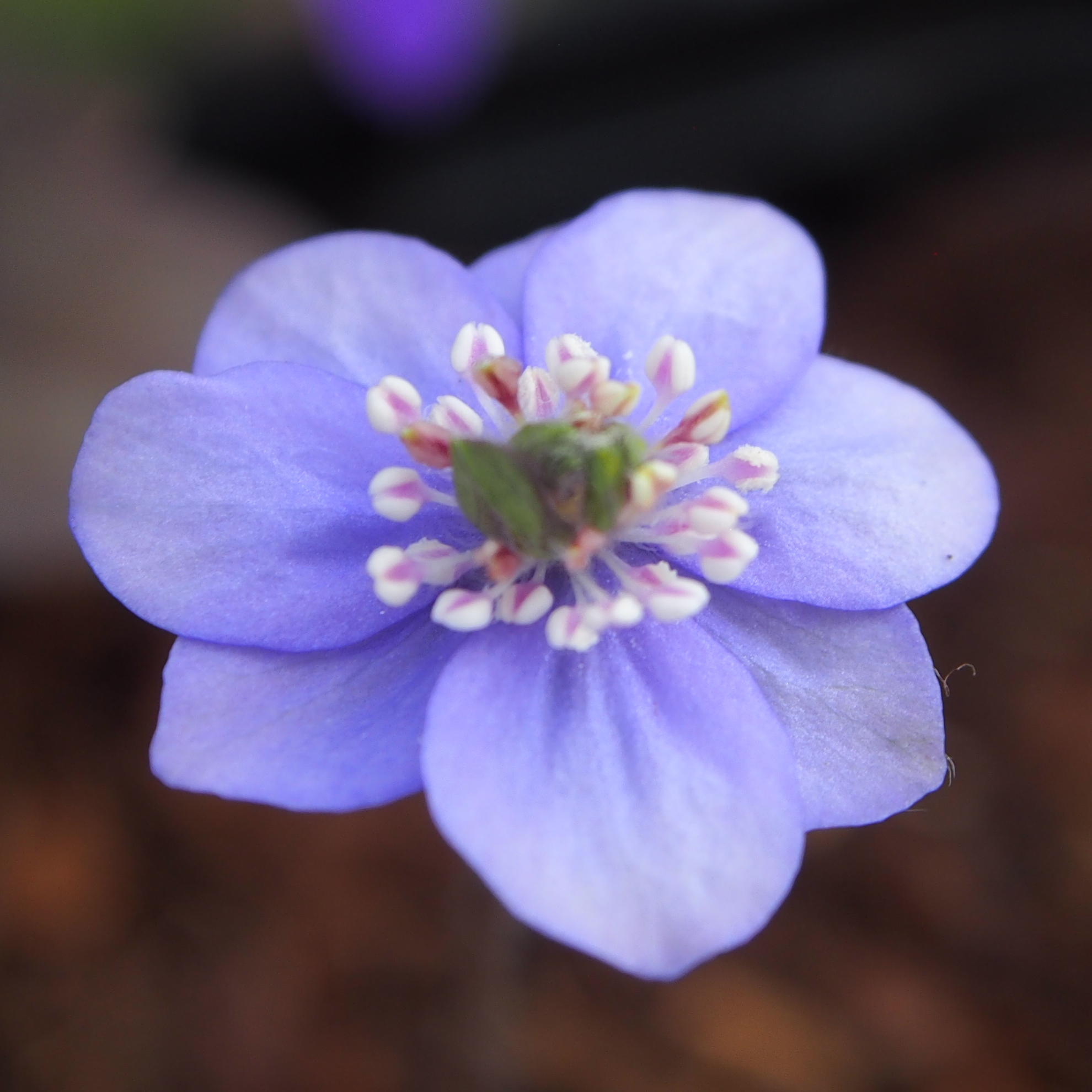 Hepatica nobilis Plena Amena JP
