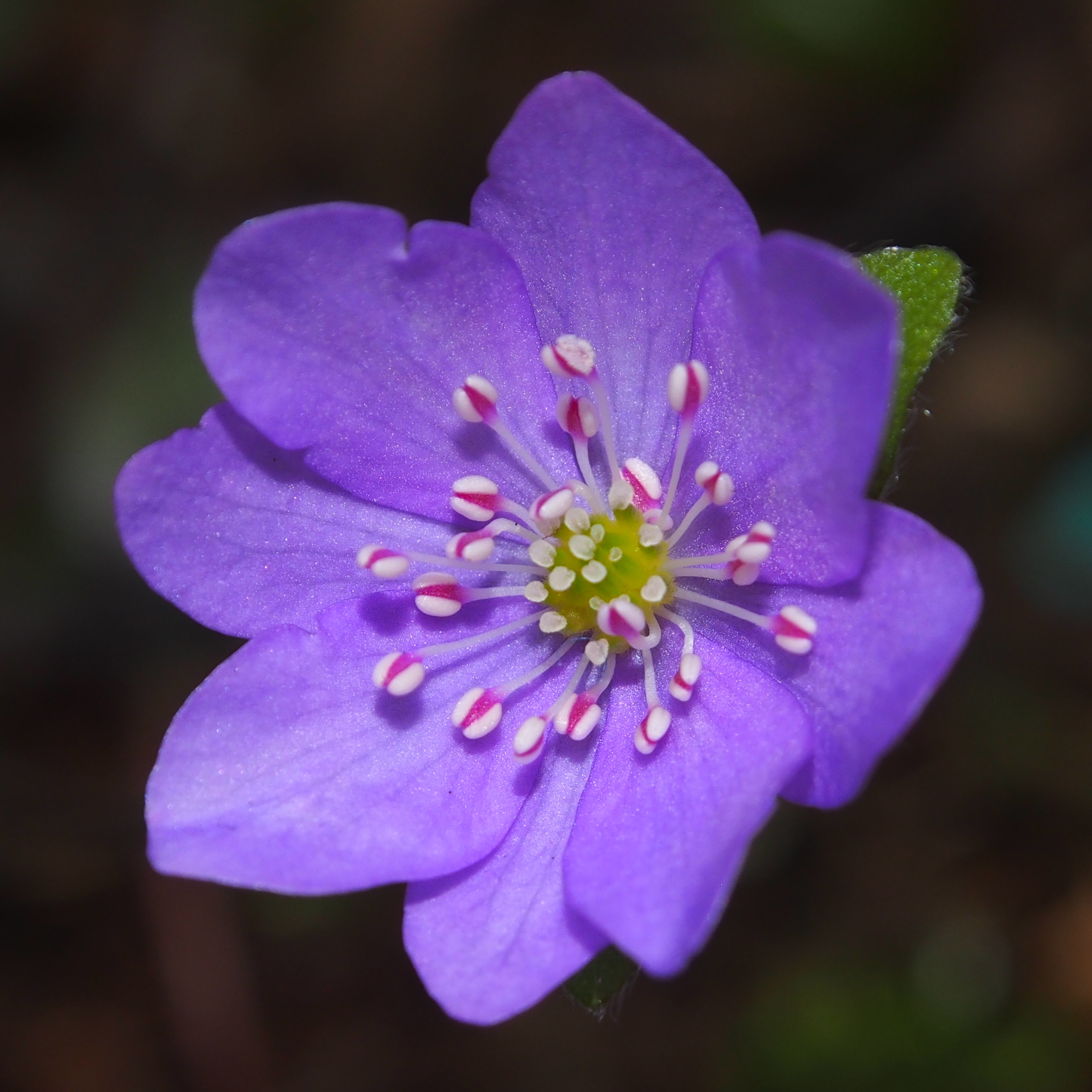 Hepatica nobilis Arley JP