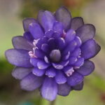 Hepatica nobilis Plena Auge von Sauron JP
